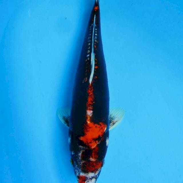 42 cm - Jumbo Benikumon 