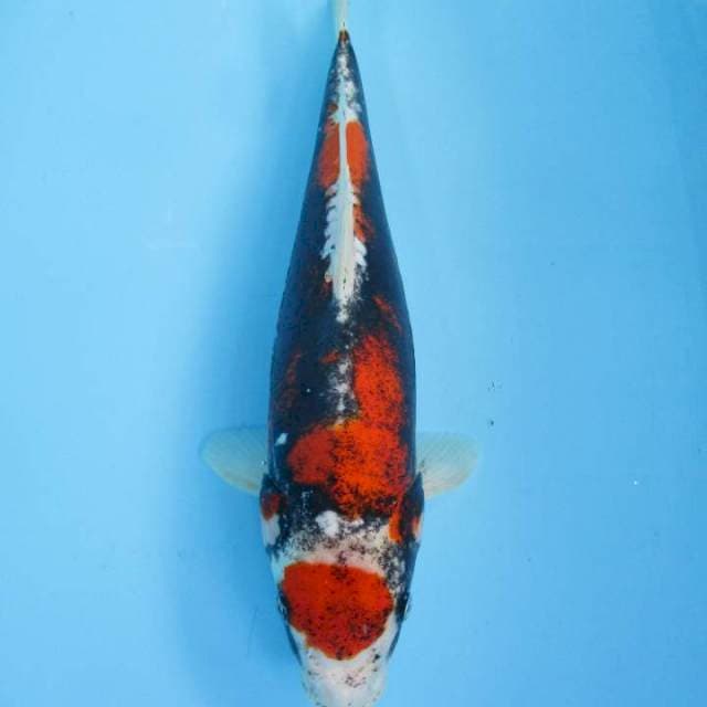 Maruten Benikumon - 37 cm