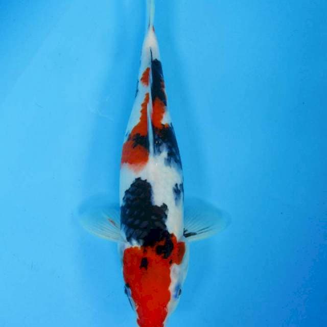 Kindai Showa - 32 cm