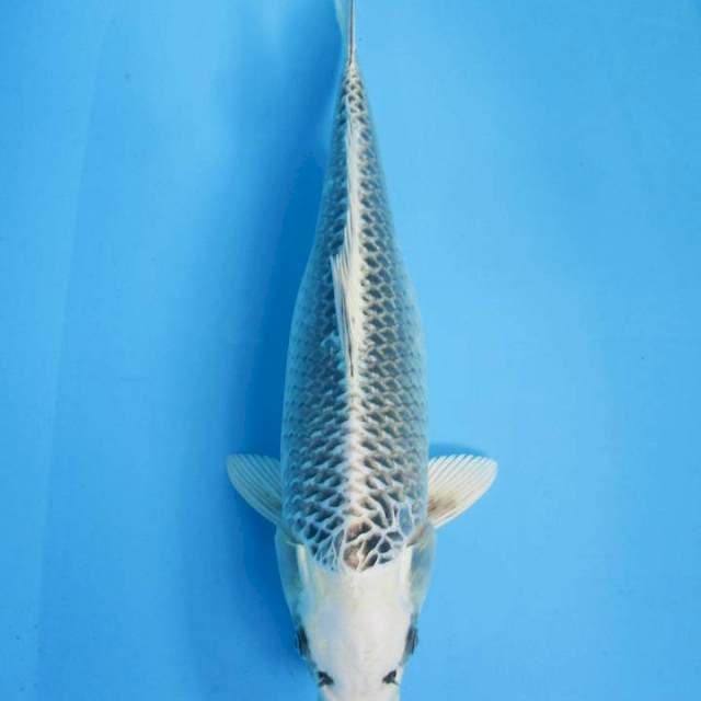 Ready Gin Matsuba - 37 cm