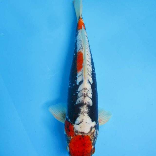 32 cm - Benikumon