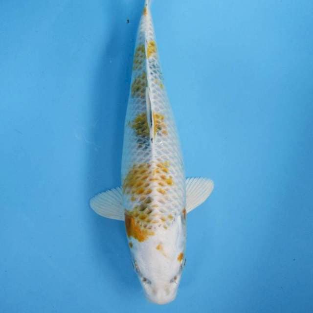 Hariwake Kujaku 