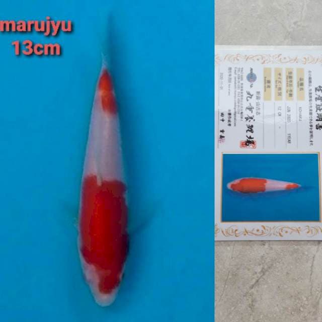 marujyu kohaku serty