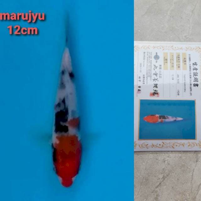 marujyu taisho sanshoku serty