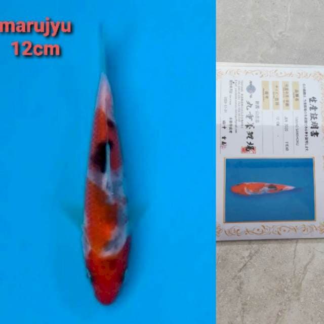 marujyu taisho sanshoku serty
