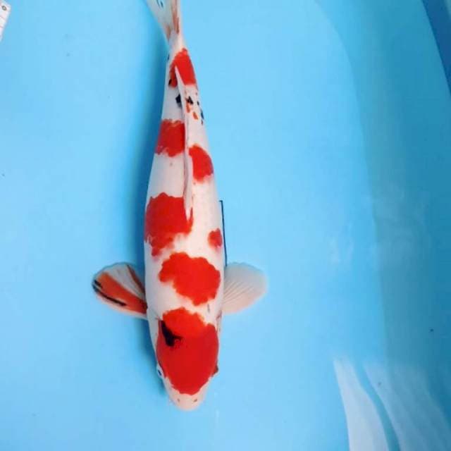 ⭐ Joko Sanke Sakura tategoi ⭐ 45 cm