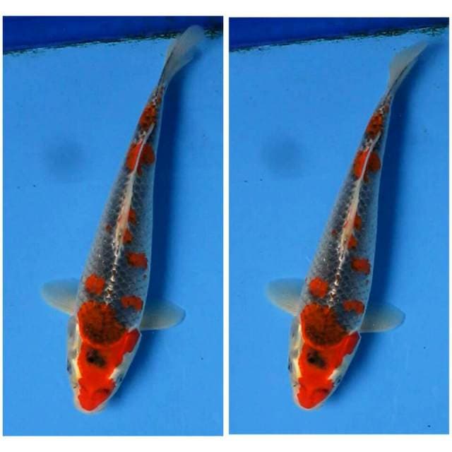 GOSHIKI 31CM