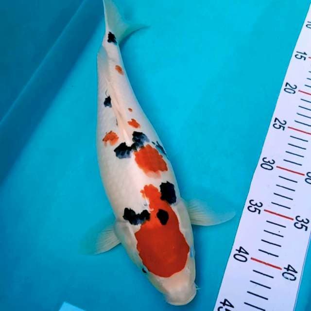 Maruthen sanke original 35cm