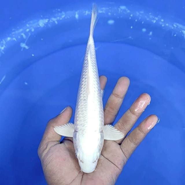 Platinum / 23 cm