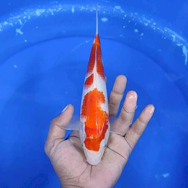 Kuhaku / 24 cm