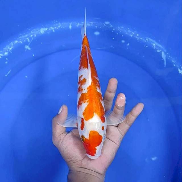 Kuhaku / 30 cm 