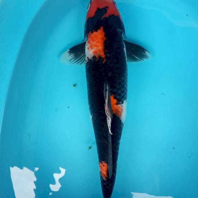Showa 43 cm
