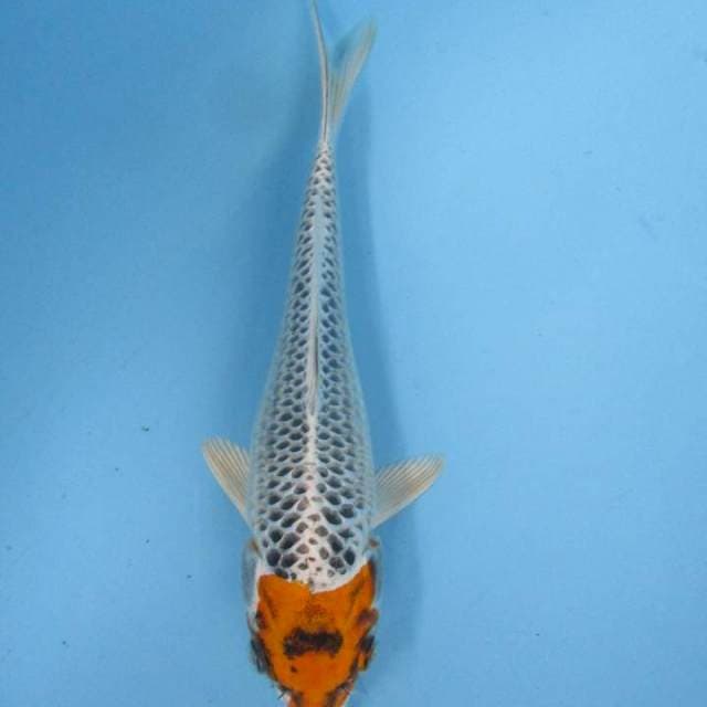 Original tancho Kujaku