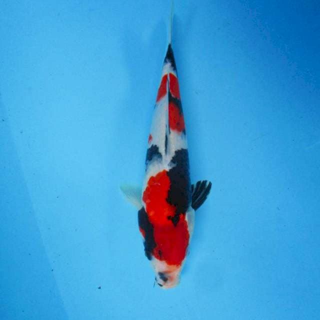 25 cm - Showa Shanshoku