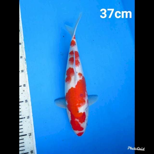 Taisho Sanke Jumbo , 37cm 