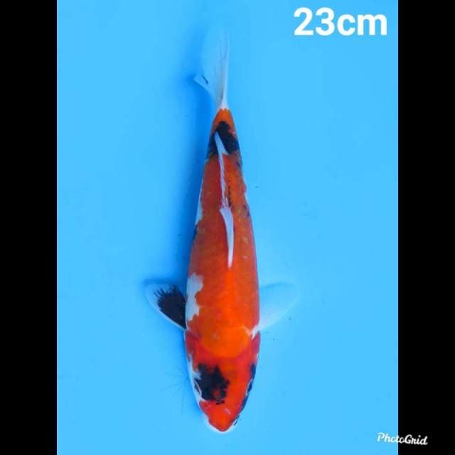 Showa Tosai , 23cm