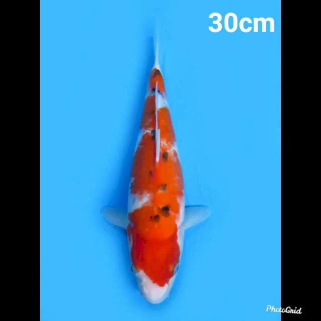 Sanke Tategoi , 30cm
