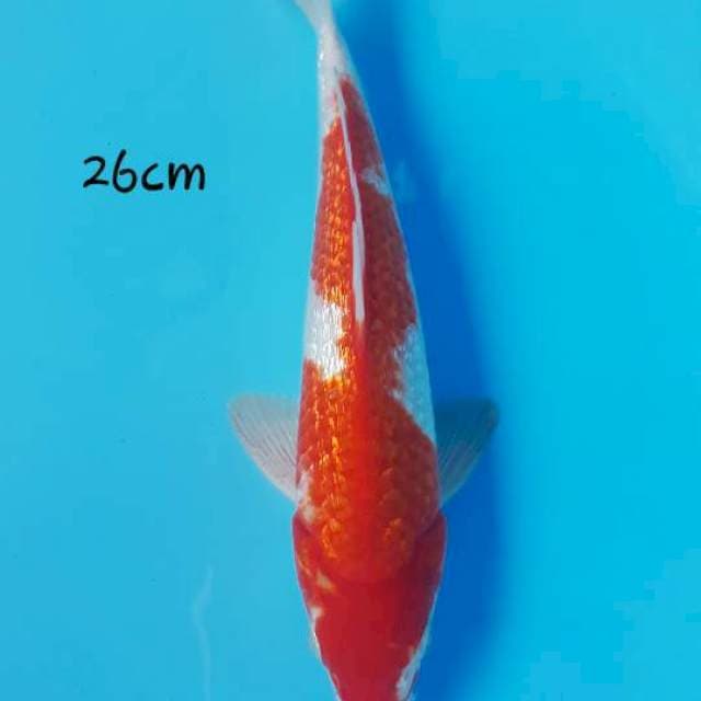 Kohaku ginrin  26 male