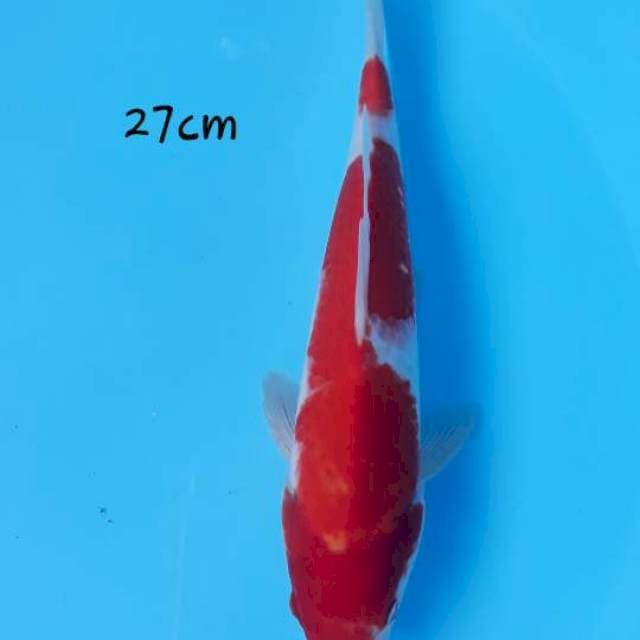 Kohaku male 27