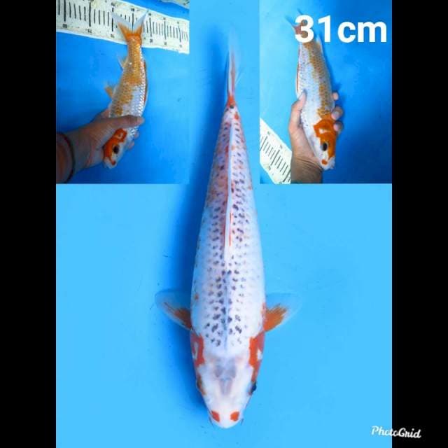 Asagi , 31cm