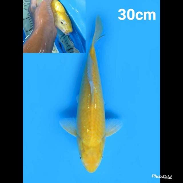 Karashigoi  , 27cm