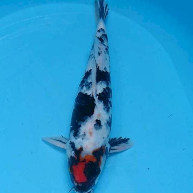 Maruten Showa 35cm