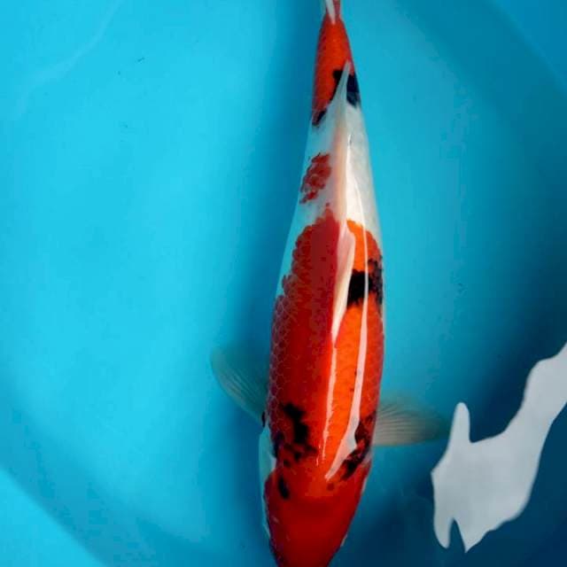 Jantan 43 cm