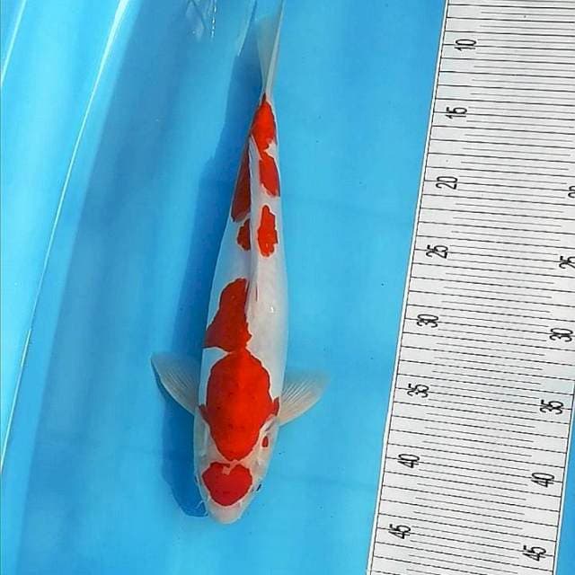 Kohaku