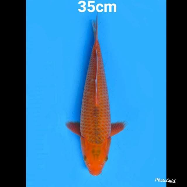 Matsuba , 35cm