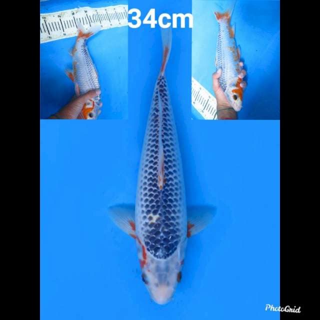 Asagi , 34cm