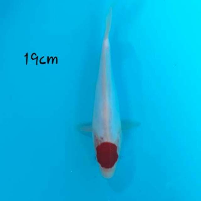 Doitsu tc kohaku 19