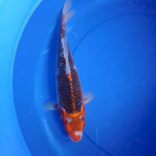 Gingga jumbo