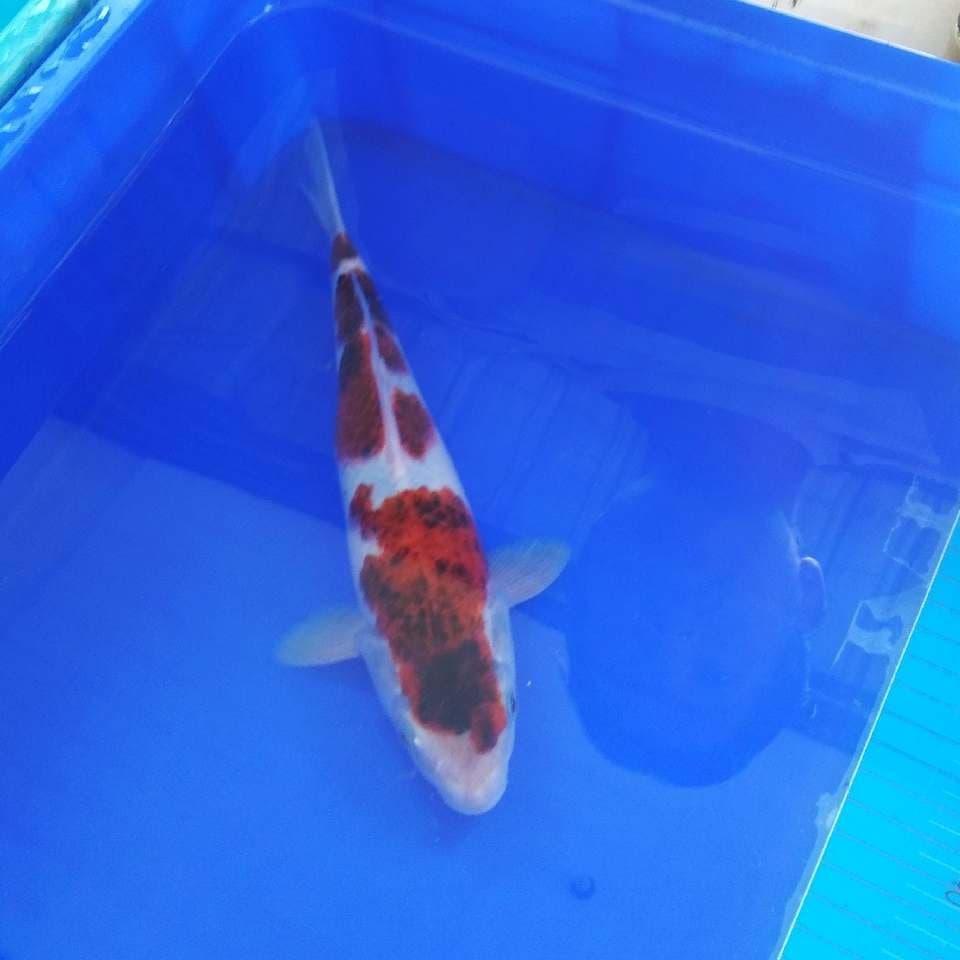 Goromo