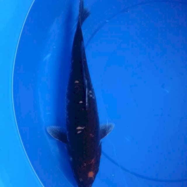 kawari motogoro