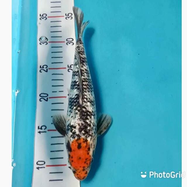 Tancho sanke ginrin original 26cm