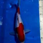 kohaku doitshu 28cm