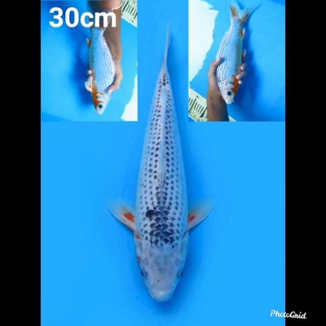 30cm Male , Asagi 