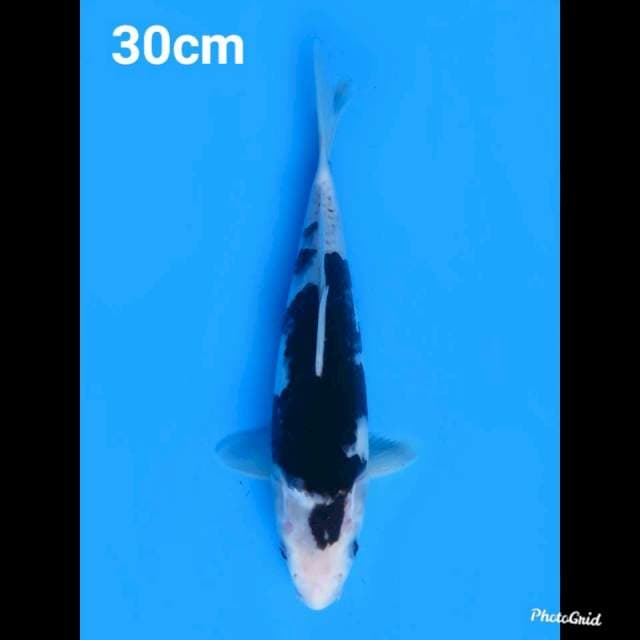 30cm Male , Budo Goromo