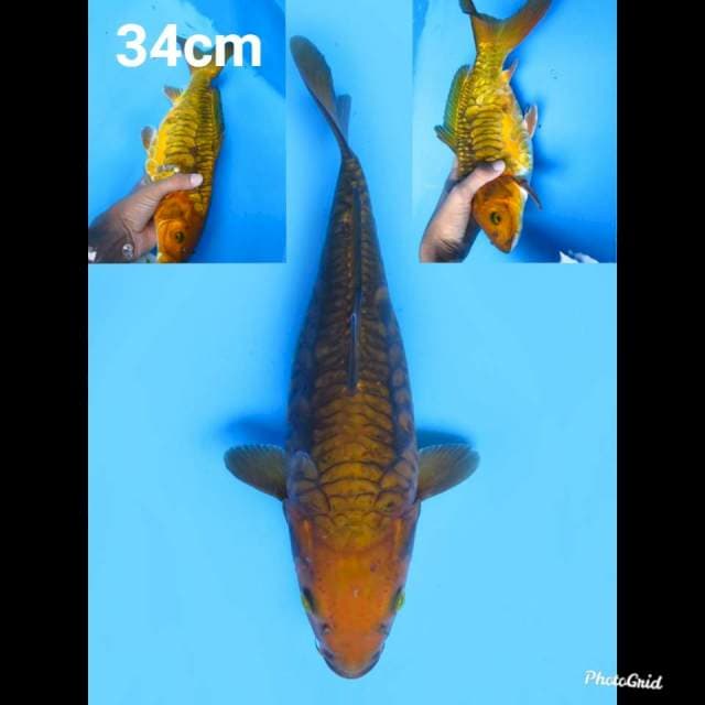 34cm fml , Chagoi Aragoke