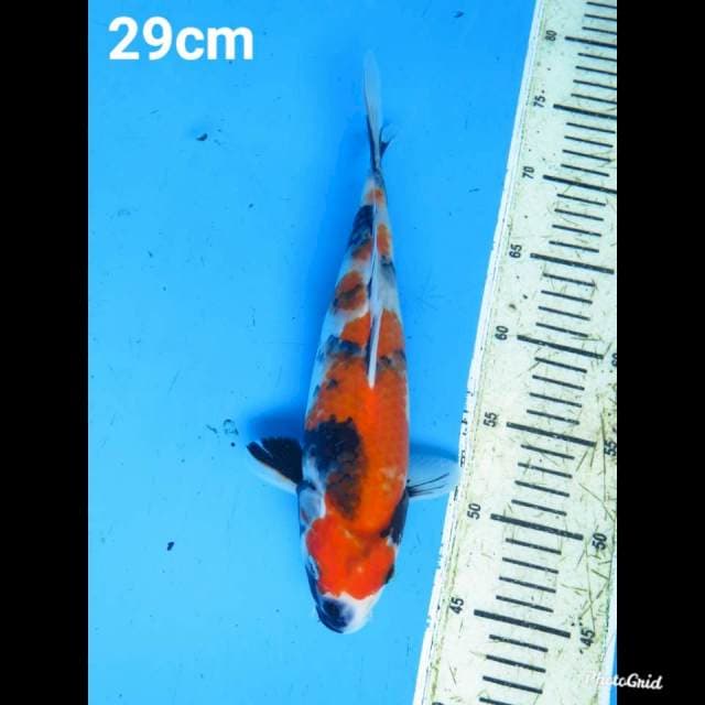 29cm Male , Showa Tategoi