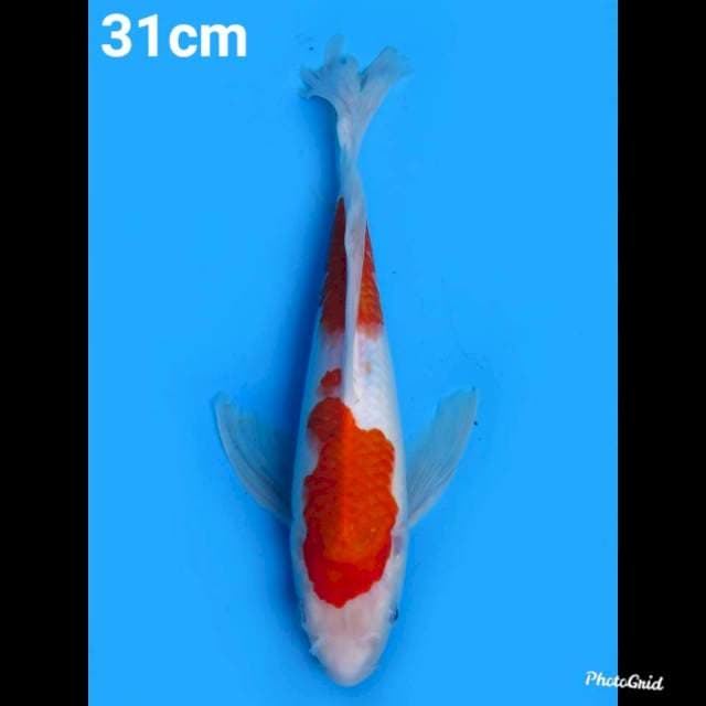 31cm Male , Kohaku Kumpay 
