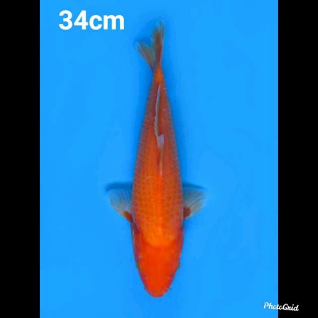 34cm fml ,Aka Hajiro 