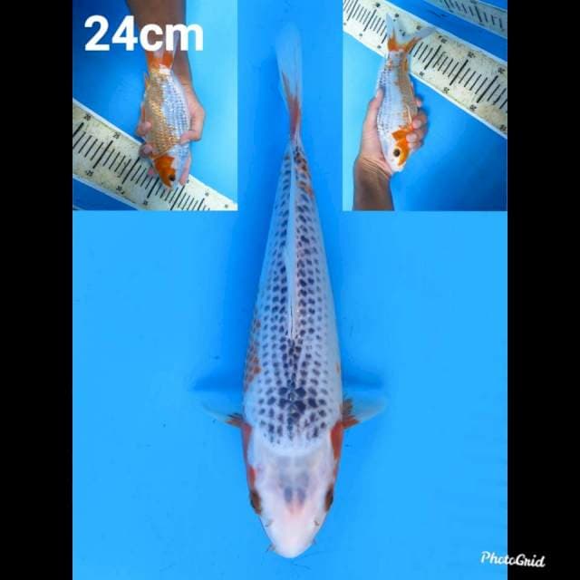 24cm fml , Asagi 