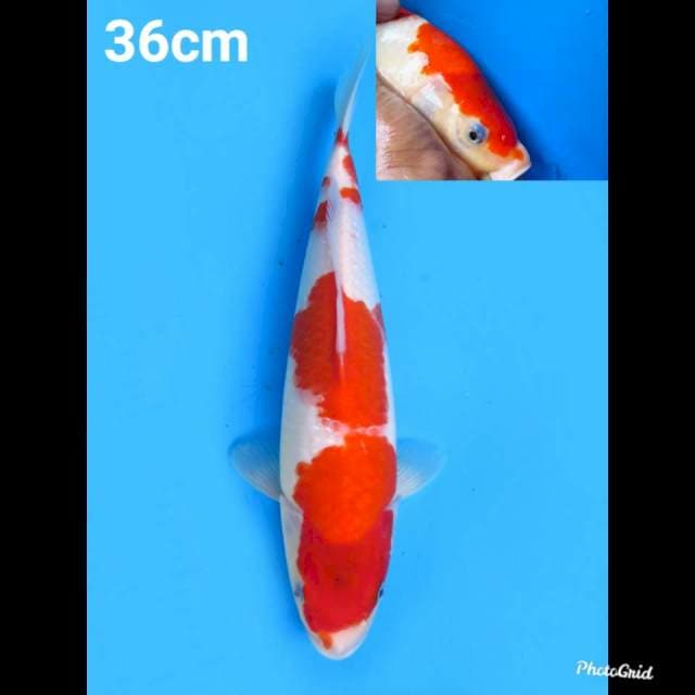 36cm Male , Kohaku 