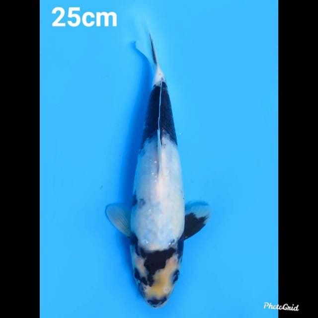 25cm Male , Shiro Petir Tategoi 
