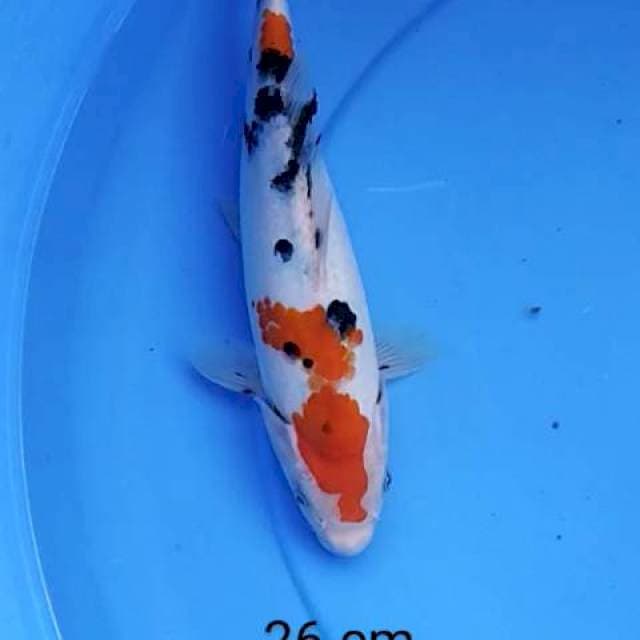 Sanke 26 cm