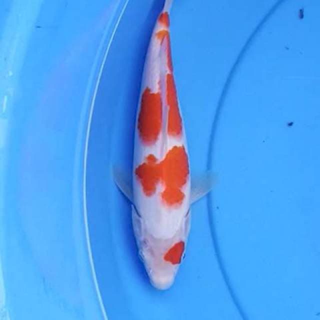 Kohaku 24 cm