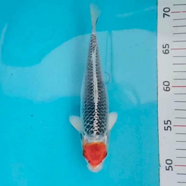 Tancho goshiki 21cm