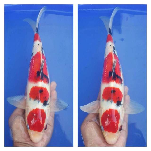 Maruten Sanke Jooss 34cm