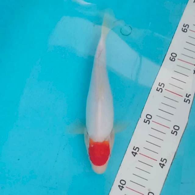 Tancho kohaku doit 25cm